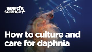 Caring and Culturing for Daphnia [upl. by Notxed]