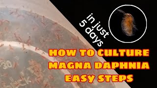 How to Culture Magna Daphnia Easily [upl. by Mathews804]