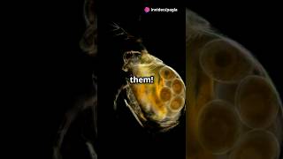 How to culture Daphnia for your Aquarium [upl. by Truk]