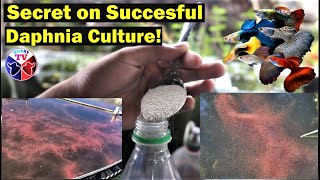 How to Culture Daphnia Successfully [upl. by Akeber745]