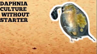 HOW TO CULTURE DAPHNIA NATURALLY WITHOUT A STARTER [upl. by Ecirtaeb221]