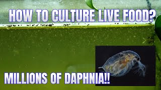 How to Culture Daphnia Secret Method to Breed MILLIONS  Simply Aquatic [upl. by Rosalia662]