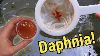 How I Culture Daphnia In Outdoor Tubs [upl. by Ardnasella625]