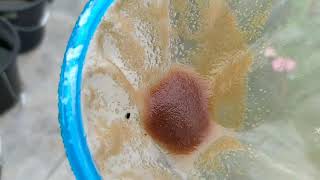 How to culture daphnia moina in a small container Part 1 English Subtitle [upl. by Villada]