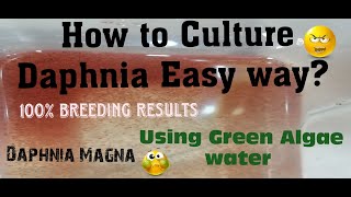 Daphnia MagnaHow to Culture Daphnia Easy wayCulturing Daphnia using Green water Daphnia [upl. by Airotna]