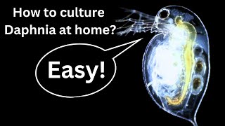 BEST Live Fish Food Beginner guide How to Culture Daphnia at home [upl. by Ademordna318]