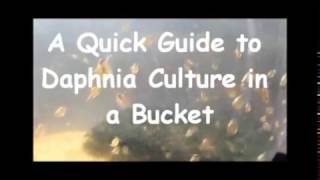 How to culture daphnia outside [upl. by Wehhtam683]