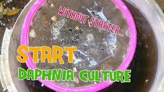 How to culture daphnia moina the easy way 1  Starting the Daphnia culture [upl. by Lyreb]