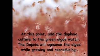 Daphnia  How to grow daphnia in your home [upl. by Posner]