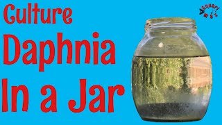 How to Culture Daphnia in a Jar [upl. by China]