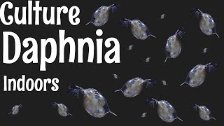 How to Culture Daphnia [upl. by Alenairam]