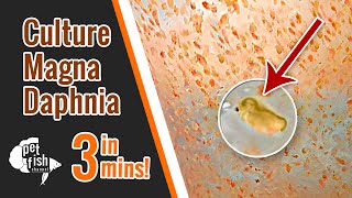 How to culture DAPHNIA MAGNA  The easy way [upl. by Divadnhoj]