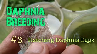 Daphnia Culture made simple and easy 3  Hatching Daphnia eggs [upl. by Shanney531]