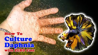 How to Culture Daphnia with ZERO Cost  Unlimited Live Food For Our Fish [upl. by Jamil163]