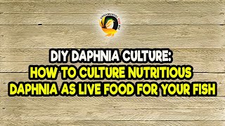 DIY Daphnia Culture How to Culture Nutritious Daphnia as Live Food for Your Fish [upl. by Sineray]