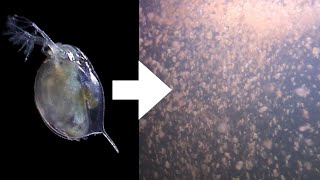 How I Culture Daphnia [upl. by Seligmann]