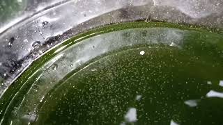 DAPHNIA MOINA CULTURE IN A SMALL BUCKET [upl. by Eelatan256]