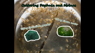 How To Culture Daphnia and Moinas using Green Water Spirulina powder [upl. by Bithia657]