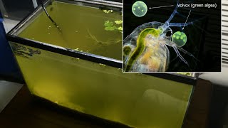 Raising Daphnia for the Freshwater Aquarium [upl. by Eimarrej]