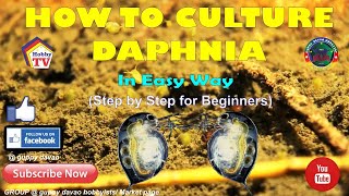 HOW TO CULTURE DAPHNIA In Easy Way [upl. by Nob468]